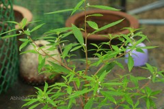 Impatiens mysorensis